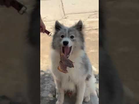 La Carne Es Para El Perro Charro🤣🤣