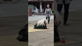 獅子舞 lion dance #獅子舞 #伝統芸能