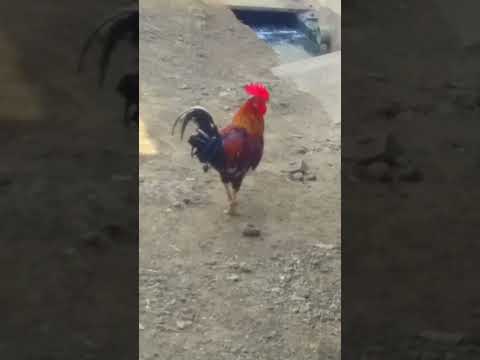 Asill beby cook #asill #cook #pets #bird #ytshorts #birdspecies #sorts