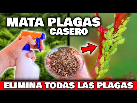 , title : 'ELIMINA RÁPIDO el 100% de PLAGAS y BICHOS de tus PLANTAS y CASA | Insecticida CASERO Huerto y Jardín'