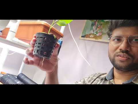 How to transplant plant from soil to hydroponics