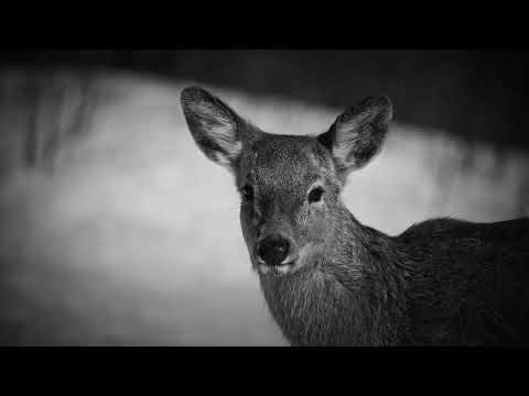 DOOGEE S99 Smartphone Video