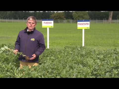 Saaten-Union: Ackerbohne FUEGO und FANFARE, Vertriebsberater Andreas Henze, Standort HYBRO Wulfsode