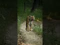 tiger sounds 🧐