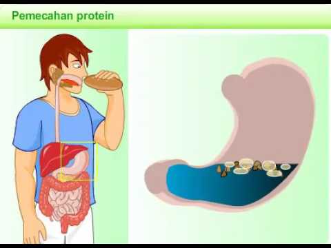 Gizi olahraga untuk artikel penurunan berat badan Pelangsing tubuh yang lebih rendah