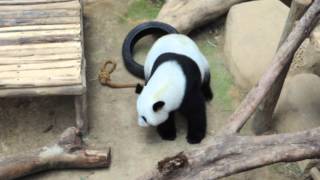 preview picture of video 'Feng Yi (female) at Negara zoo (Kuala Lumpur, Malaysia)'