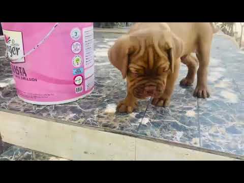French mastiff puppies available for sale at Kushagra dog kennel call now 8303399198up Varanasi