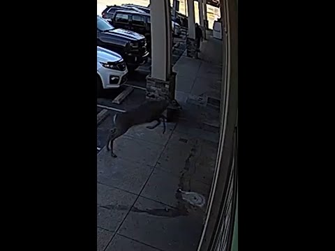 Deer leaps through a laundromat window in North Carolina