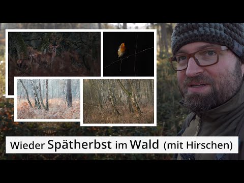 Naturfotografie: WALD und HIRSCHE im SPÄTHERBST