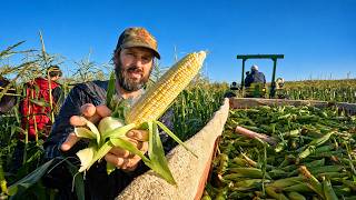 Harvesting Veggies All Morning… We Did It With Half Our Crew
