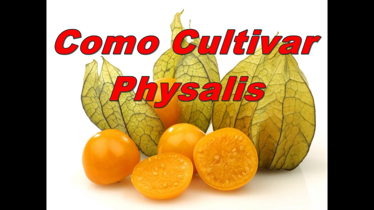 Mondini Plantas: Como Cultivar Physalis(fisalis)