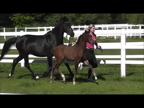 PAV MISTER TWISTER DR H. v. Heitrak's Marvin - Nemax