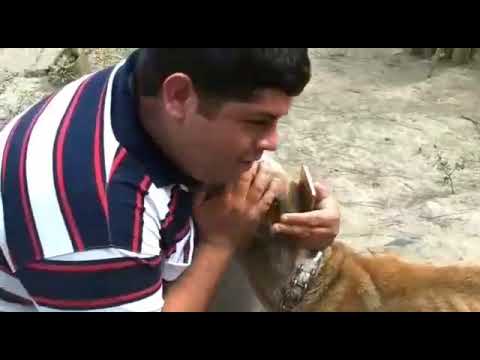 El rescatista de perros