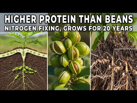 This Plant Beats Beans: More Protein, Nitrogen Fixing, 20 Years of Harvests