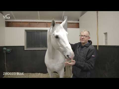 Zirocco Blue (Mr. Blue / Voltaire / Le Tot de Semilly)