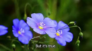 Advanced Pronunciation - I am a flower