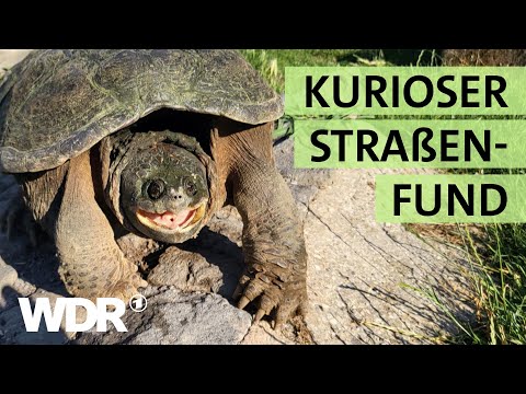 Das große Sommerfest, eine Riesenschildkröte & mutterlose Kitten | S02/E03 | Hallo Tierheim | WDR