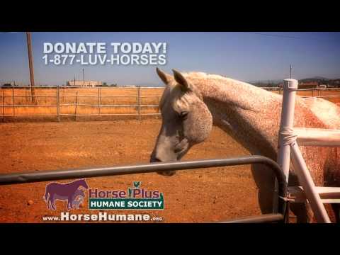 Rescue 50 Horses From Slaughter!
