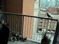 Pigeon Nightmare @TCHC
