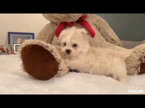 Im GiGi, a healthy fun-loving gorgeous Maltipoo from parents that are very sweet tempered