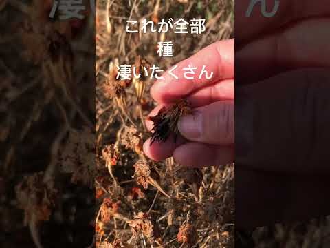 なぜマリーゴールドを菜園に植えるのですか？いつ、どのように行うのですか?  庭園