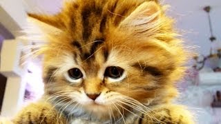 Too Cute : Kittens vs. Dancing Tail