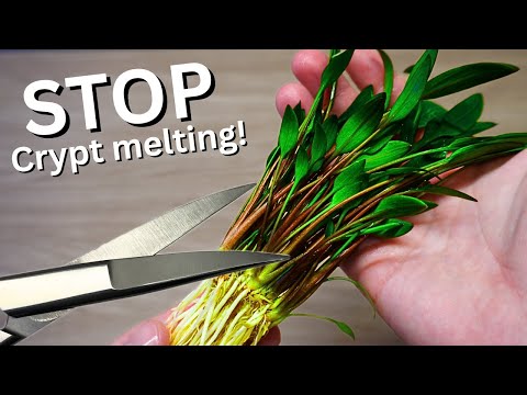 Why are Crypts melting? How to stop Cryptocoryne melt? Easy plant melting FIX!
