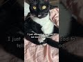 Sassy Tuxedo Cat Cat Meowing Funny Cat Videos Shorts