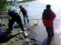 filipinos fishing huligan by hands in wasilla,alaska ...