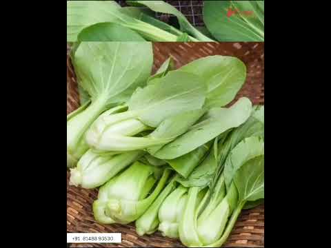 A grade pan india fresh green pakchoi leaf vegetables, carto...