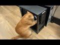 No One Warmed Me About Orange Cats