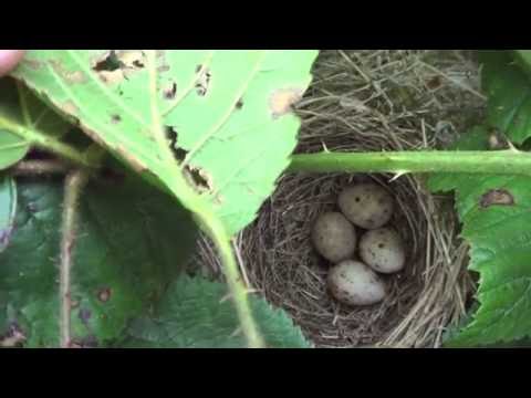 blackcap nest and eggs