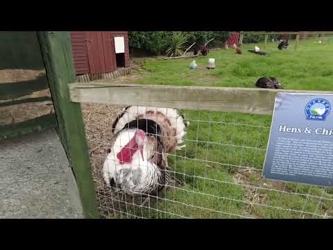 Visit to the GLENORE farm kilcool ireland
