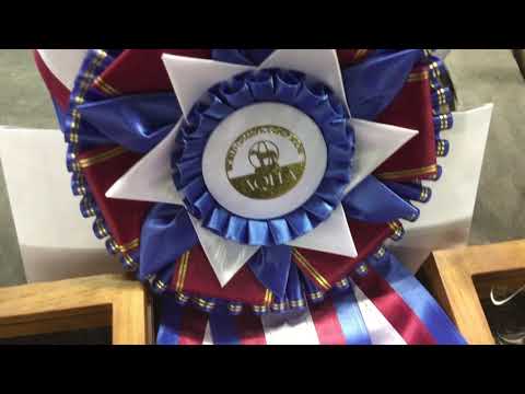2019 AQHA Open Performance Halter Mares