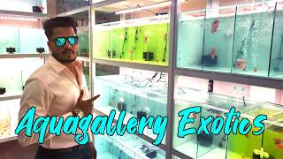 Aquagallery Exotics I New Aquarium Store