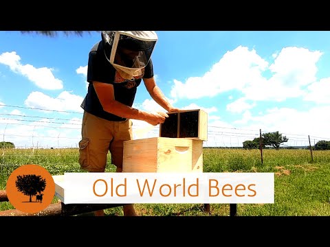 , title : 'Memasang Paket Lebah Dunia Lama'