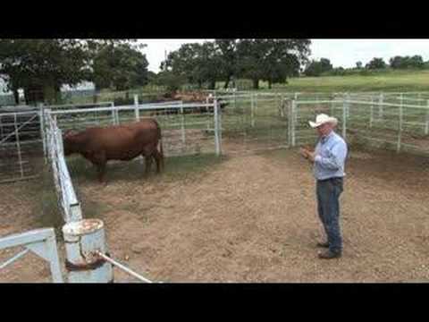Low Stress Cattle Handling - Ron Gill - AgriLife Extension