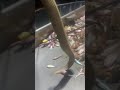 Fisherman Catches Poisonous Sea Snake And Releases It