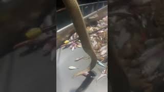 Download lagu fisherman catches poisonous sea snake 🐍 and releases it mp3
