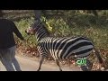 Zebras Escape Circus Run Loose In Philadelphia