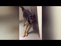 Drunk Animals Funny Animals Compilation 2017