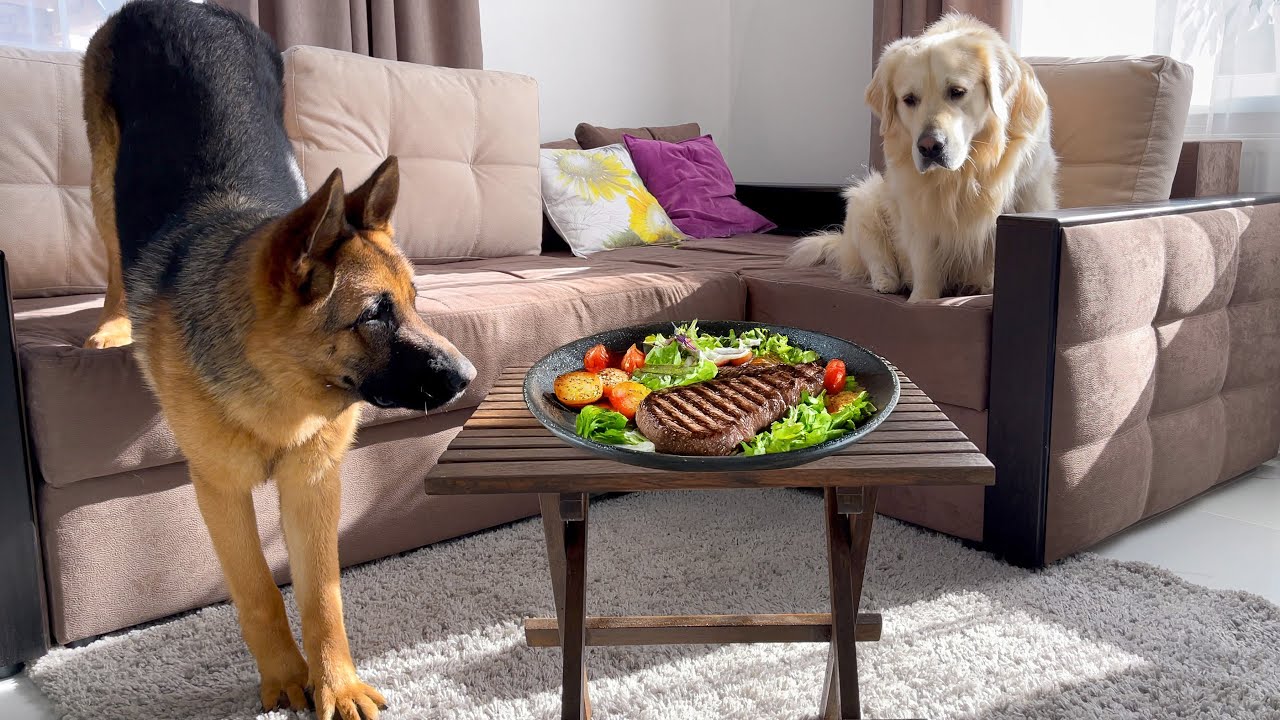 Leaving My Golden Retriever and German Shepherd Alone with Food