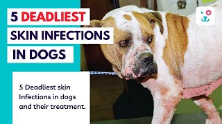 5 Deadliest Skin Infections in Dogs🐶 | QUICK Home Remedies to cure👩🏽‍⚕️ them. | Monkoodog