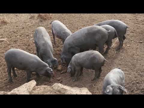 Iberian Pig - King of Ham