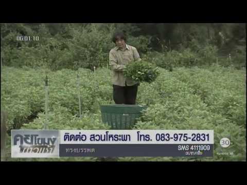 ที่คุณสามารถซื้อลดลงของราคาค้อนของ ธ อร์ เช่นในวันที่จะเริ่มต้นผู้หญิง