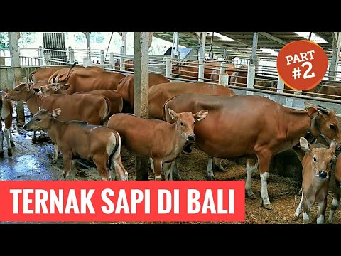 Bali dobytok (banteng) (Bos javanicus) — chov, ustajnenie a úžitkovosť