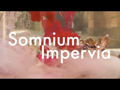 Somniorum Impervia // Massive X Presets // Promo