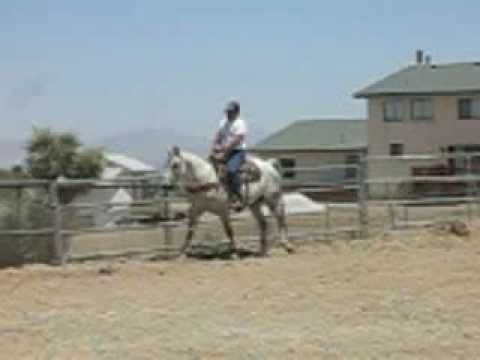 SOLD: SILVER (LUSITANO/QUARTER HORSE)
