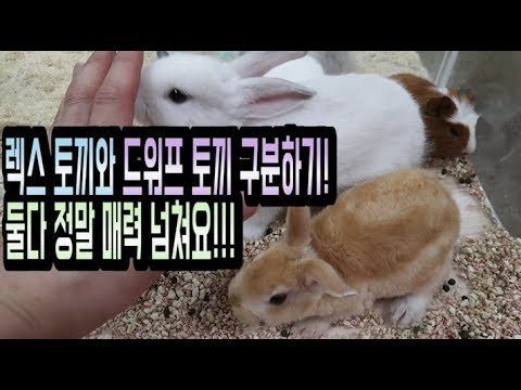 , title : '렉스 토끼 vs 드워프 토끼 과연 당신의 선택은?????'