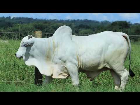 REM INVICTO GEN. ADT (REMC A2919)